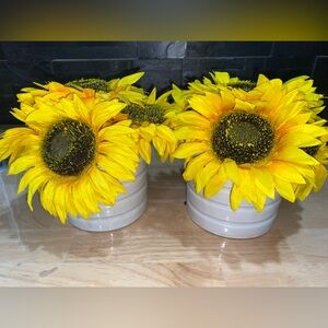 Vibrant Yellow Sunflower Display in White Pots